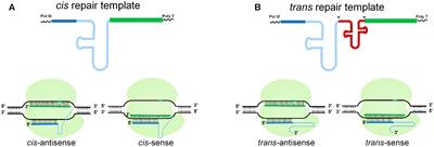 Efficient CRISPR/Cas9-Mediated Genome Editing Using a Chimeric Single-Guide RNA Molecule